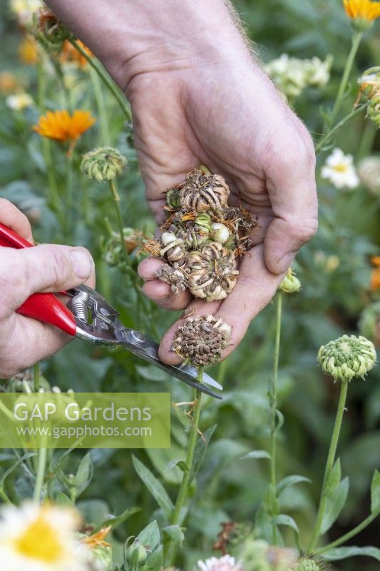 Calendula - Picking pot marigold seed heads