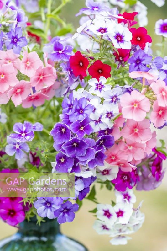 Bouquet of Phlox drummondii 'Tapestry'