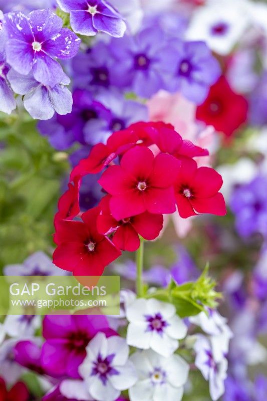 Phlox drummondii 'Tapestry'