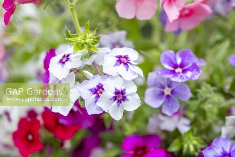 Phlox drummondii 'Tapestry'