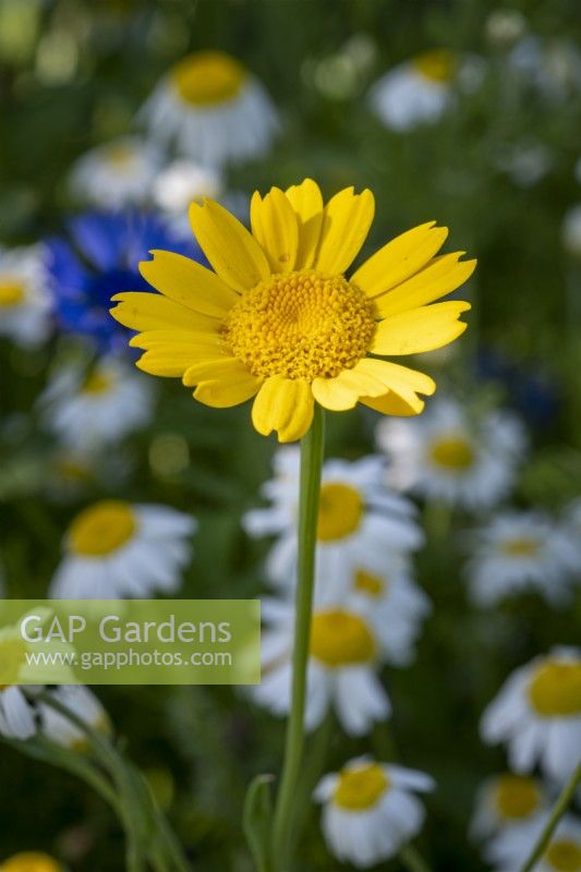 Glebionis segetum, Corn Marigold