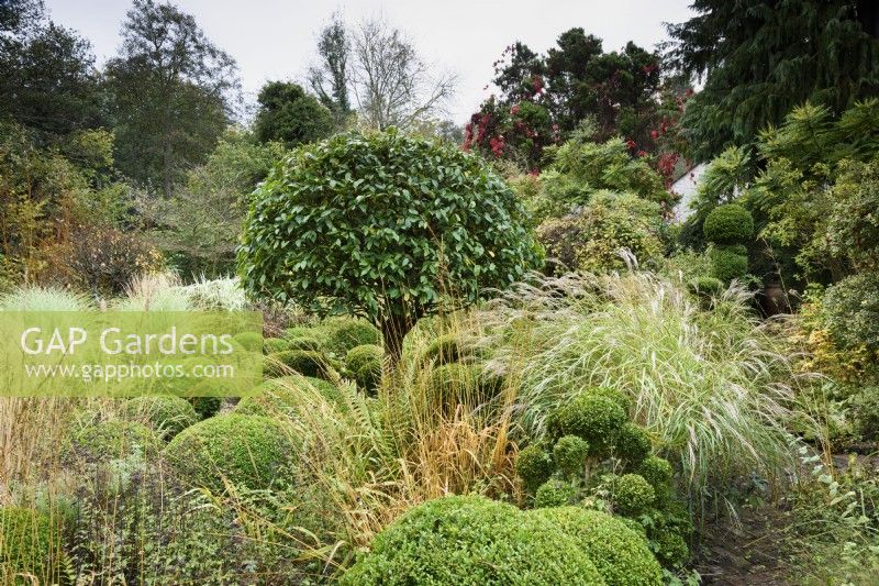 Formal country garden in November with a central Portuguese laurel, Prunus lusitanica, surrrounded by clipped box interspersed with grasses.