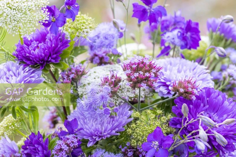 Bouquet containing Ammi visnaga, Verbena bonariensis, Callistephus 'Light Blue' and 'Dark Blue', Ageratum 'Blue Mink' and Consolida ajacis 'Blue Spire'