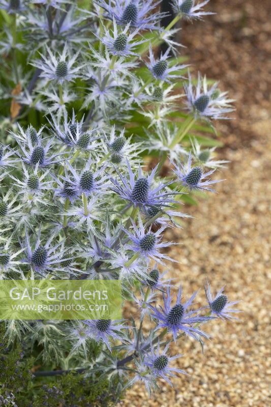 Eryngium x zabelii 'Big Blue' - Seaholly