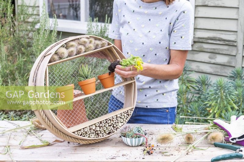 Woman planting succulents in the small pots in the sieve