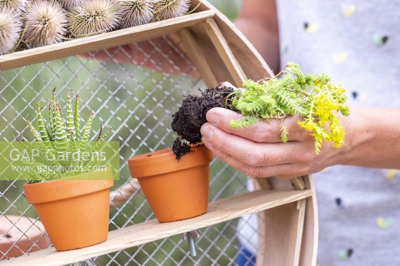 Woman planting succulents in the small pots in the sieve