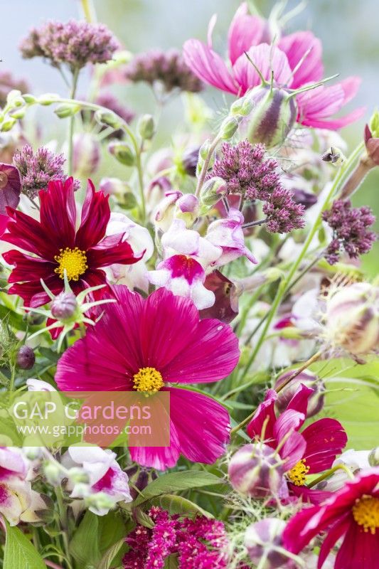 Bouquet containing Amaranthus caudatus - Love-Lies-Bleeding, Cosmos 'Rubenza', Antirrhinum 'Lucky Lips', Nicotiana 'Bronze Queen', Verbena bonariensis and Nigella damascena seed pods