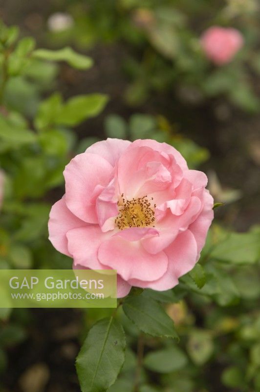 Rosa 'Rosenprofessor Sieber' rose