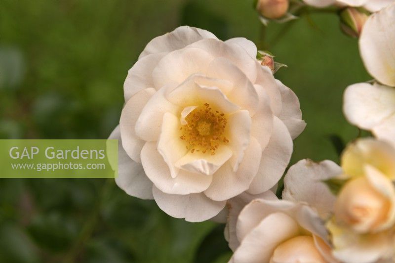 Rosa 'Martin Luther' rose