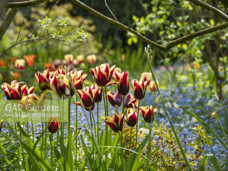 Tulipa 'Doberman' growing together with forget me nots and spring foliage.