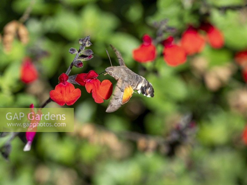 Hummingbird hawkmoth - Macroglossum stellatarum feeding on red salvia