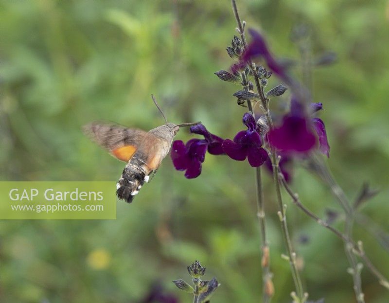 Hummingbird hawkmoth - Macroglossum stellatarum feeding on purple salvia