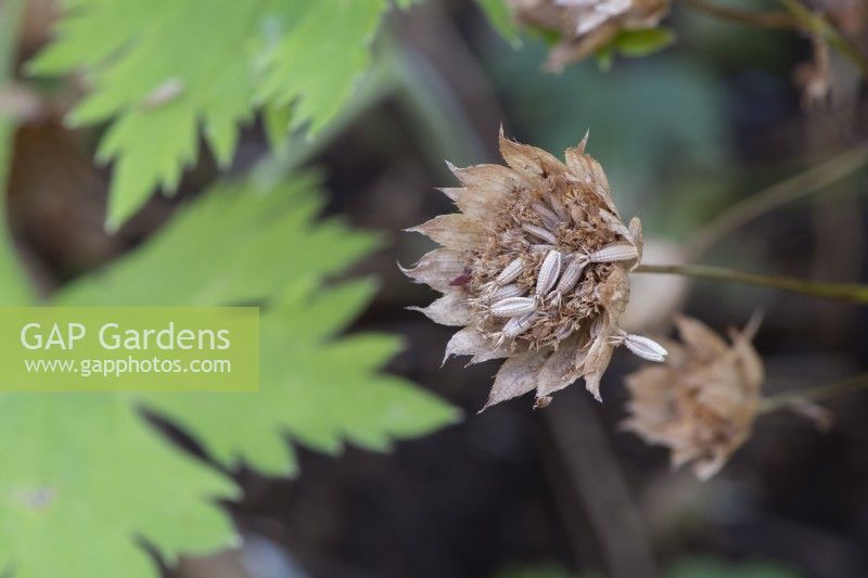 Astrantia 'Buckland' seed head