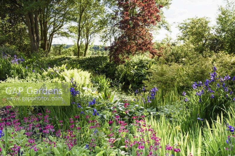 Bog garden at Doddington Hall in May full of  irises and candelabra primulas.