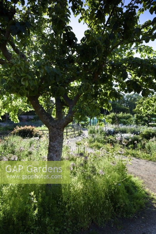 Naturalistic planting in the walled garden at Doddington Hall in May including alliums and phacelia.