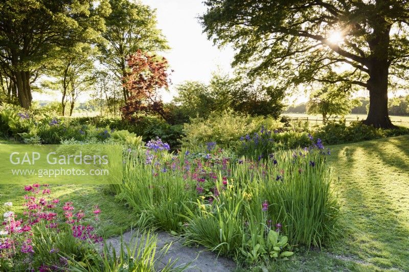 Bog garden at Doddington Hall in May full of  irises and candelabra primulas.