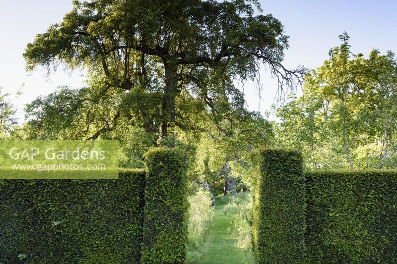 Yew hedges framing the wild garden at Doddington Hall near Lincoln in May