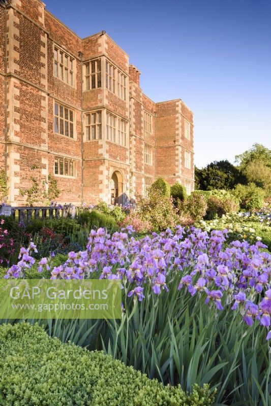 Iris 'Topolino' in the West Garden at Doddington Hall near Lincoln in May 