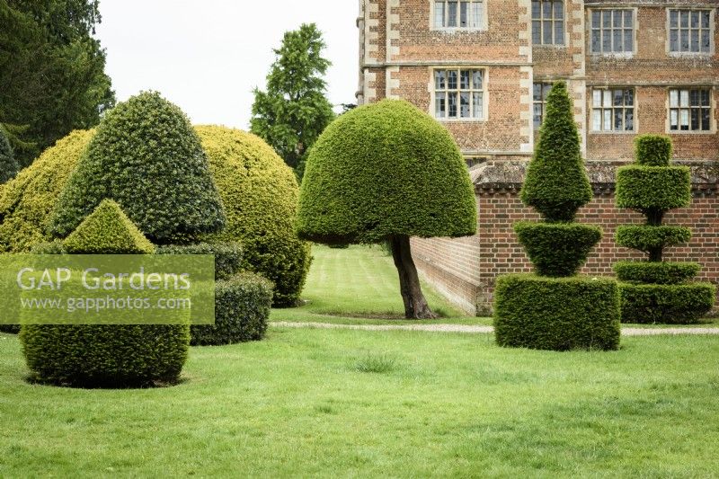 Clipped yew and holly topiary in May at Doddington Hall near Lincoln