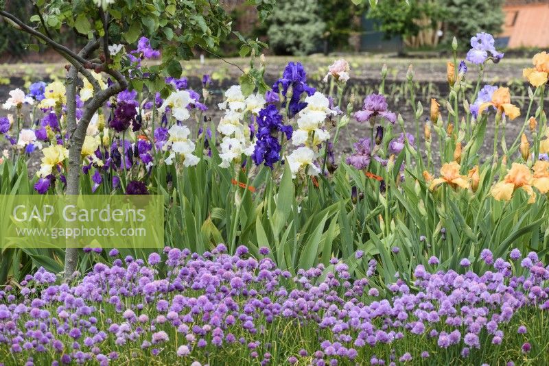 Display of Dodsworth irises in the walled kitchen garden at Doddington Hall in May