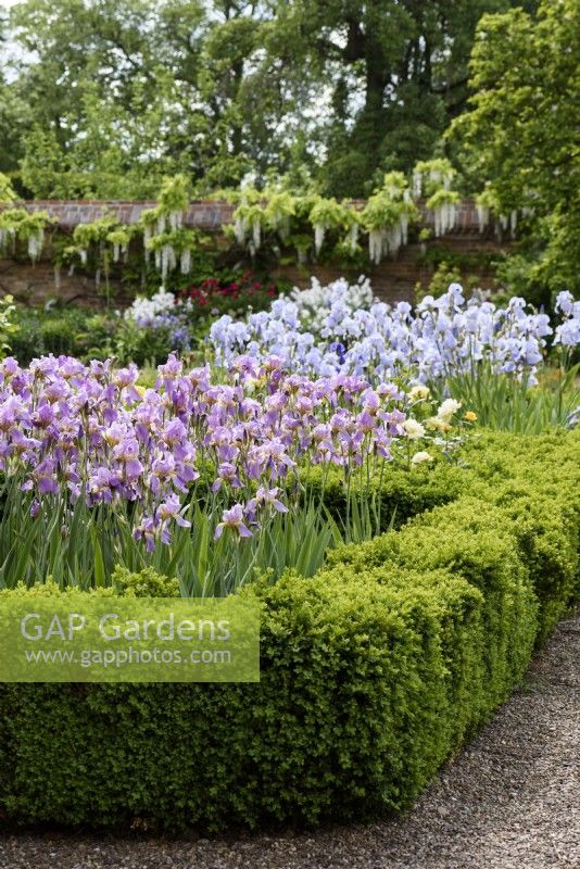 Iris 'Topolino' in the  a box parterre in the West garden at Doddington Hall in May 