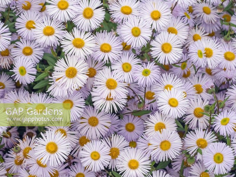 Erigeron 'Sincerity'