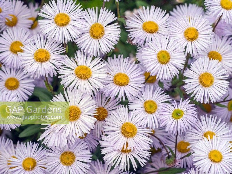 Erigeron 'Sincerity'