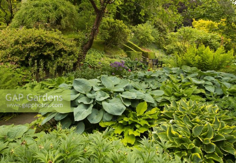 A wide variety of Hostas including Elegans, Aureo Marginata and Kikutii and Osmunda regalis in the Chapel Garden at Parcevall Hall Gardens in June