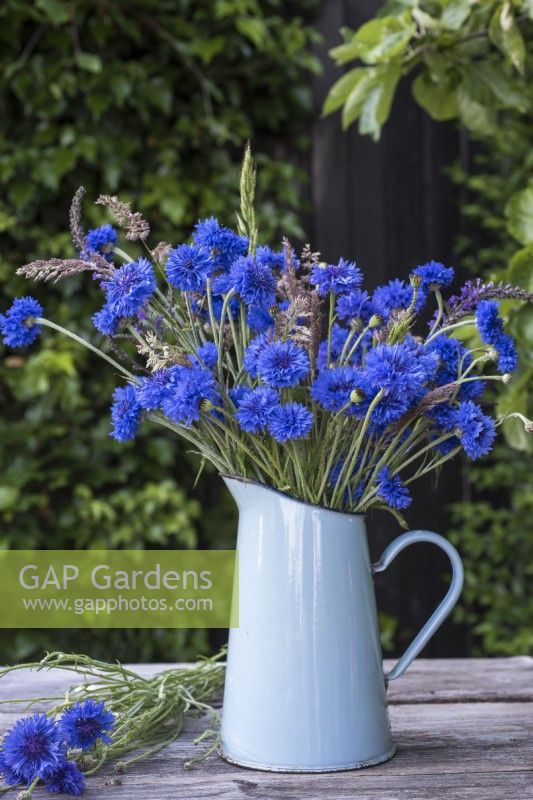 Centurea cyanus - Cornflowers arranged with wild grasses in blue enamel jug on table