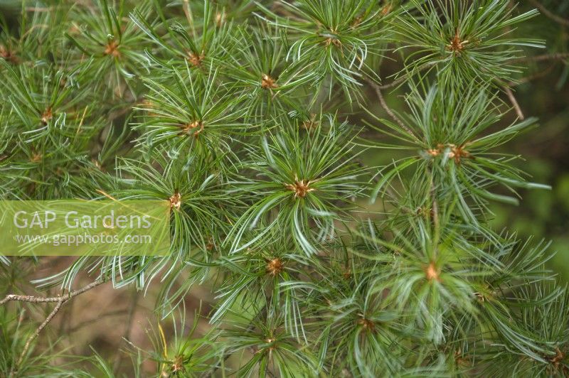 Pinus parviflora 'Glauca' five-needle pine