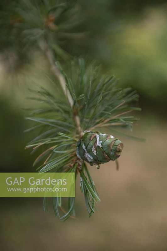 Pinus parviflora 'Glauca' five-needle pine cone