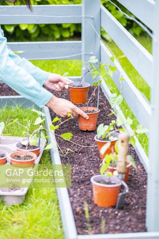 Woman positioning Ipomoeas along the plant bed