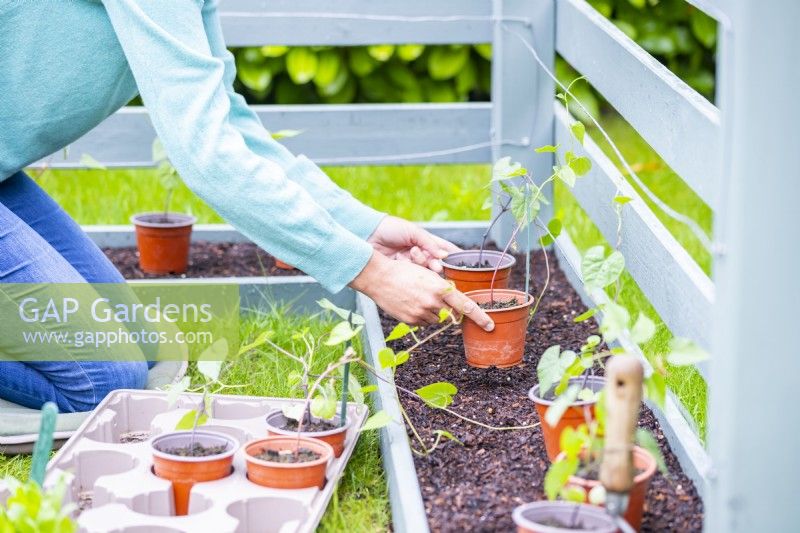 Woman positioning Ipomoeas along the plant bed