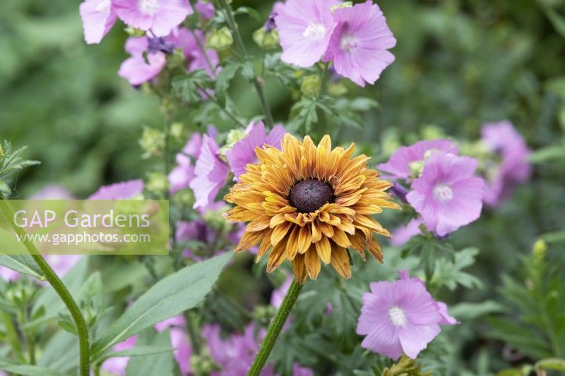 Rudbeckia hirta 'Sahara' and Malva moschata - Black-Eyed Susan and Musk mallow