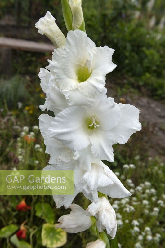 Gladiolus 'White prosperity' gladiola