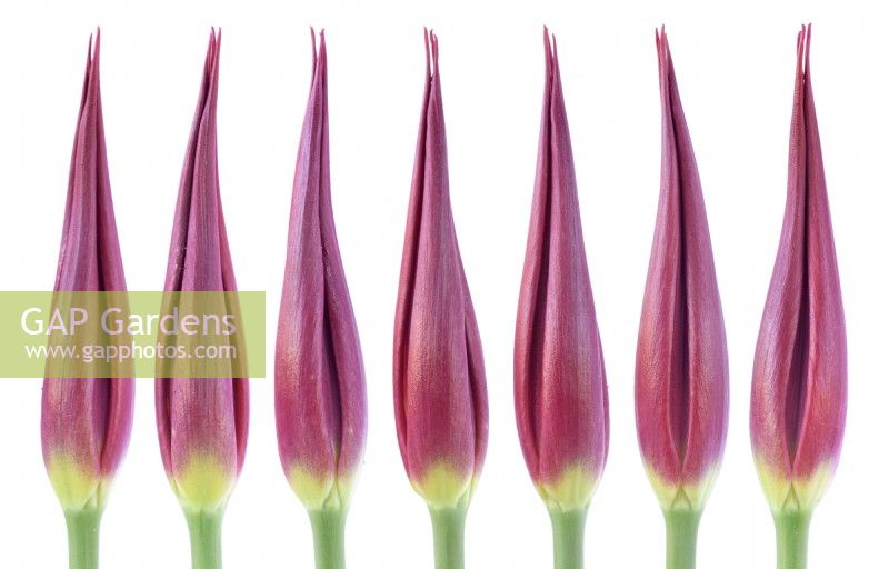 Tulipa  'Go Go Red'  Tulip  Lily-flowered Group  Composite picture of closed flower  April
