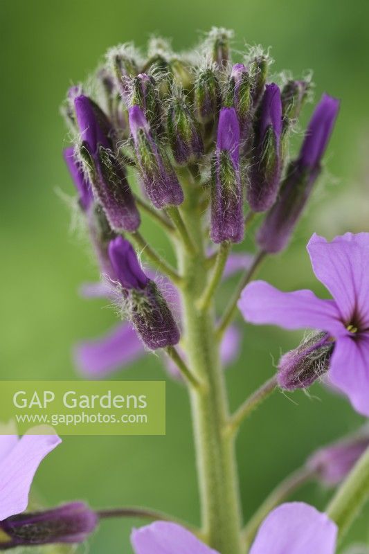 Hesperis matronalis  'Lilac'  Dame's violet  Sweet rocket  Flower buds  April