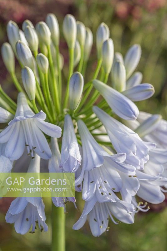 Agapanthus 'Silver Lining' flowering in Summer - August