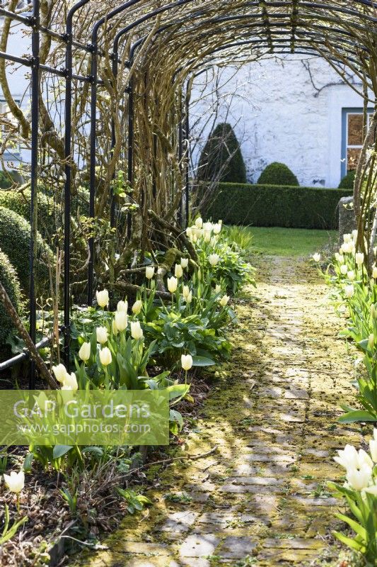 Brick path edged with Tulip 'White Emperor' beneath an Agriframes pergola in March