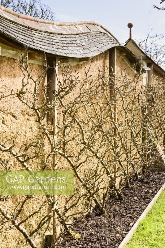 Fruit trees trained as cordons against a cob wall in March