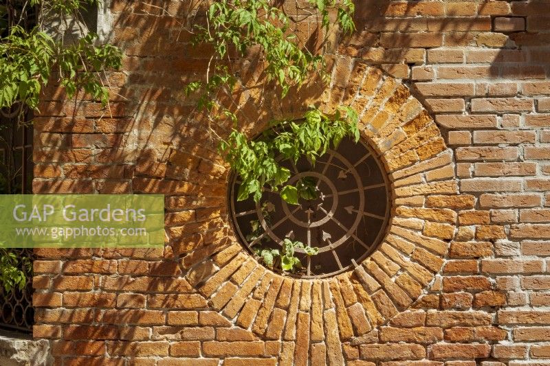 Circular grille in old weathered brickwork with wisteria foliage hanging over it. Sunlight makes shadows on the wall.