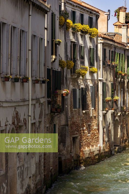 Window boxes with yellow flowers hanging out over crumbling buildings in a canal backwater.