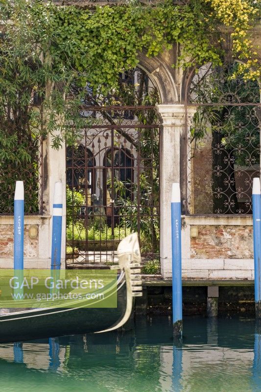 Glimpse of secret garden from the canal through metal gate as a gondola passes by. Plants include ivy, Hedera sp., willow, Salix sp., and canary bird rose, Rosa xanthina 'Canary Bird'.