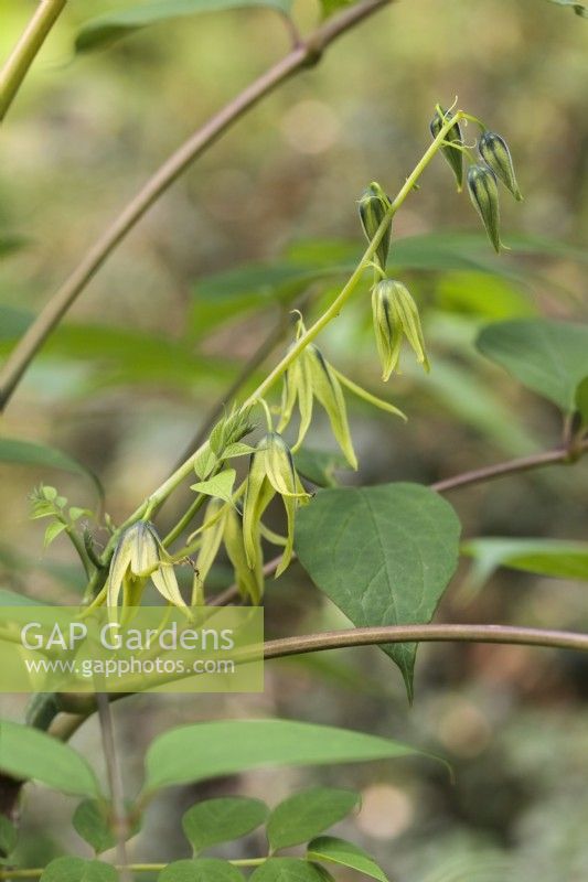 Decaisnea fargesii flowers