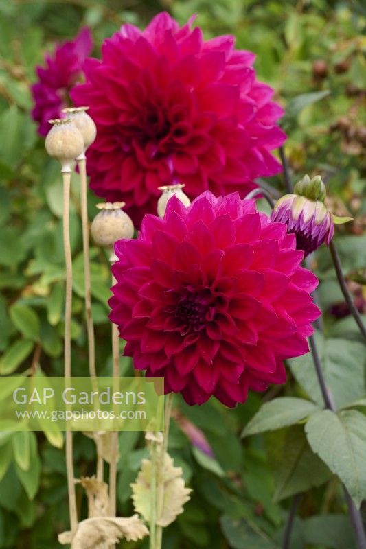 Dahlia 'Engelharts Matador' with poppy seedheads