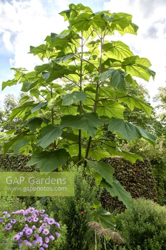 Paulownia kawakamii