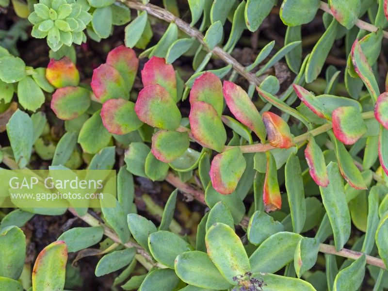 Rhodiola rosea - Roseroot foliage changing colour September