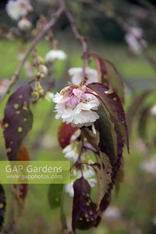 Shot hole disease caused by the bacterial pathogen Pseudomonas syringae on the leaves of Prunus x subhirtella 'Autumnalis' - Winter flowering cherry