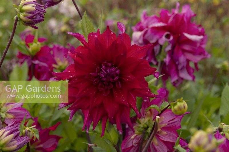 Dahlia 'Jocondo'