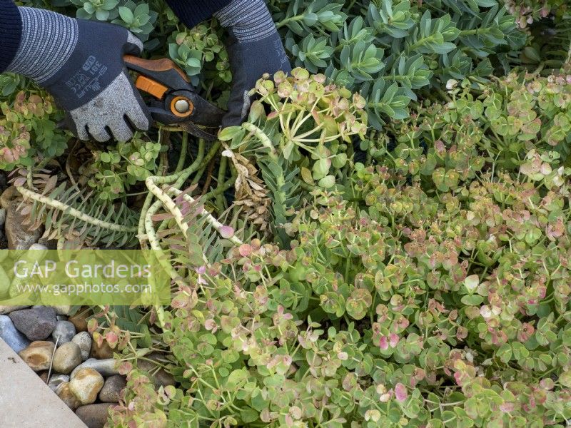 Cut back Euphorbia myrsinites after flowering.